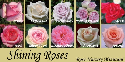 ROSE NURSERY MIZUTANI 有限会社水谷農園｜薔薇苗の生産業者販売サイト